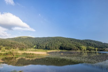 Nehir ve ormanı olan güzel bir manzara.