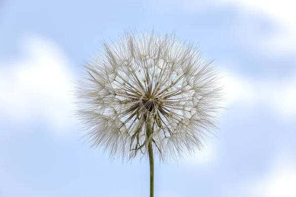Dandelion Flower Blue Sky Background — Stock Photo, Image