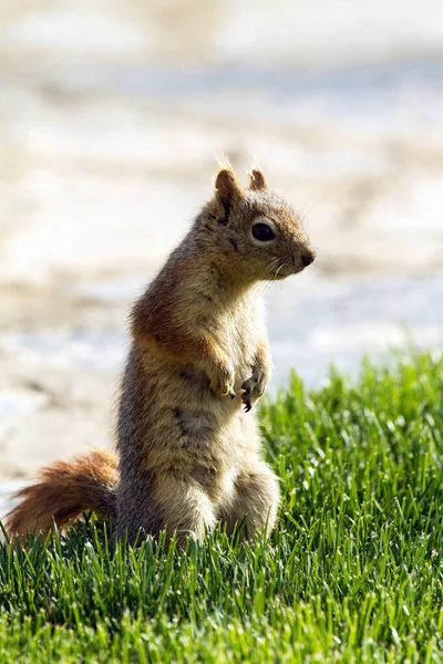 a closeup shot of a cute squirrel sitting on grass