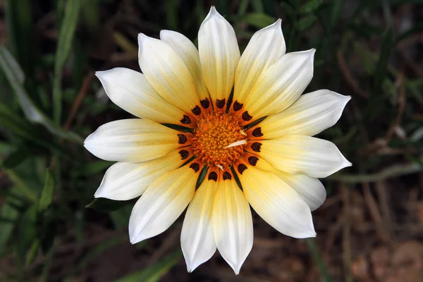 Yellow Flower Garden Spring — Stockfoto