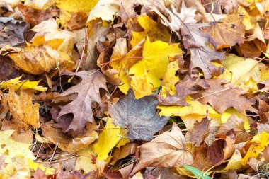 Beyaz arkaplanda sonbahar yaprakları