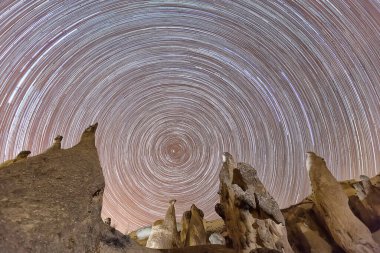 Ormandaki ahşap kütüklerin yakın plan çekimi.