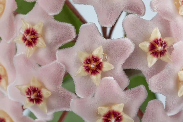 Hoya Carnosa Fiori Rosa Con Piume Morbide Petali Estendono Come — Foto Stock