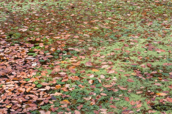 Colorful Autumn Leaves Green Swamp — Zdjęcie stockowe