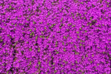 Bahçedeki güzel mor çiçekler