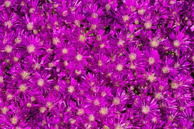 Bahçedeki güzel mor çiçekler