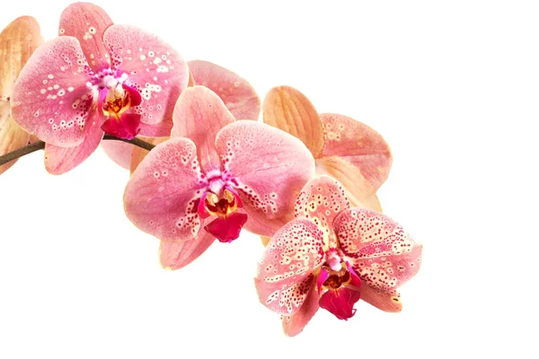 Orchideenblume Phalaenopsis Phalaenopsis Oder Falah Auf Weißem Hintergrund Rechts Blüht — Stockfoto