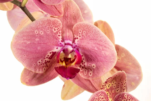 Falaenopsis Flor Orchid Phalaenopsis Falah Fundo Branco Phalaenopsis Flores Direita — Fotografia de Stock