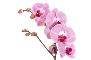 Orkidelerin dalı, beyaz arkaplanda güzel bir orkide çiçeği.