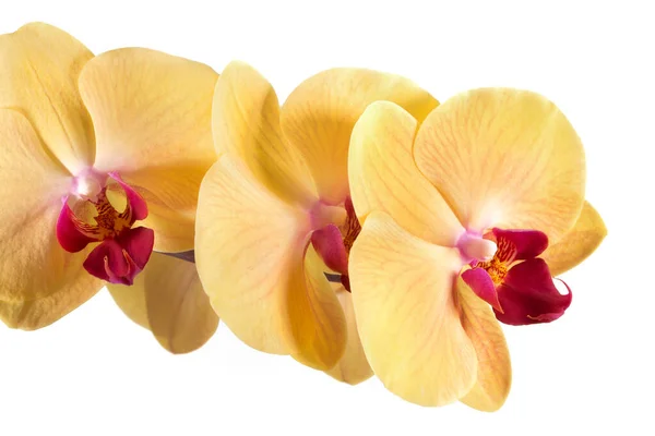 Der Zweig Der Orchideen Schöne Orchideenblume Auf Weißem Hintergrund — Stockfoto