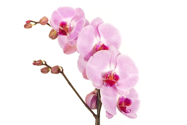 Orkidelerin Dalı Beyaz Arkaplanda Güzel Bir Orkide Çiçeği — Stok fotoğraf