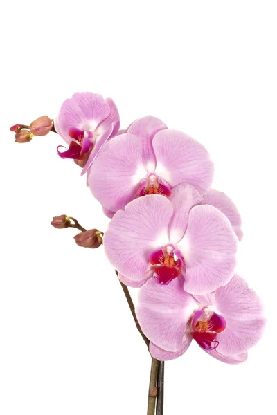 Větev Orchideje Krásné Orchideje Květiny Bílém Pozadí — Stock fotografie