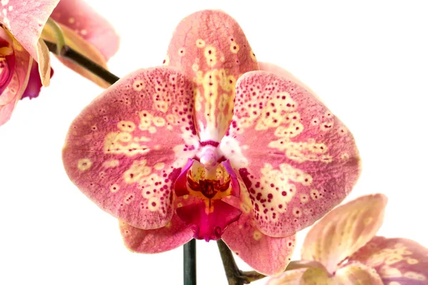 Coleção Flor Orquídea Isolada Sobre Branco Orquídea Flor Orquídea — Fotografia de Stock