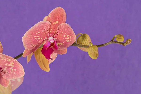 Sammlung Von Orchideenblume Isoliert Auf Weißem Orchideen Orchidee Orchideenblume — Stockfoto