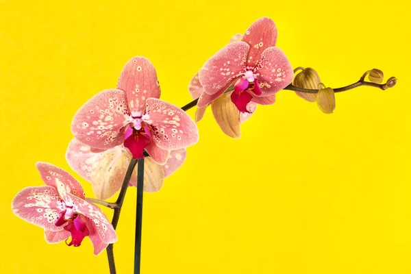 Kolekce Orchideje Květiny Izolované Bílé Orchidej Orchidej Květiny — Stock fotografie