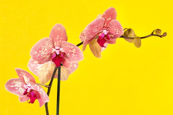 Colección Flor Orquídea Aislada Blanco Orquídea Flor Orquídea — Foto de Stock