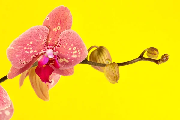 Sammlung Von Orchideenblume Isoliert Auf Weißem Orchideen Orchidee Orchideenblume — Stockfoto