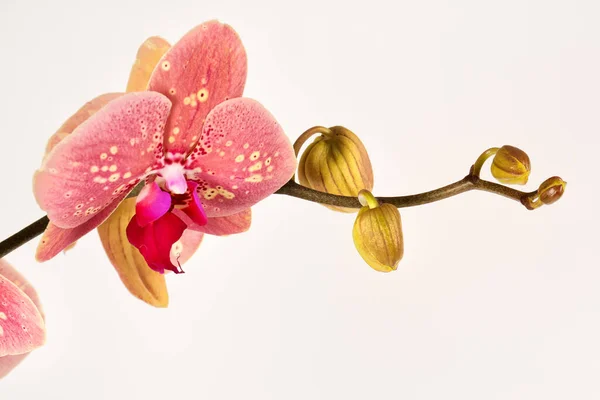 Коллекция Цветка Орхидеи Изолирована Белом Орхидея Орхидея — стоковое фото