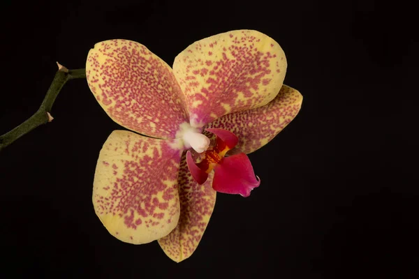 Samling Orkidé Blomma Isolerad Vit Orkidé Orkidéblomma — Stockfoto