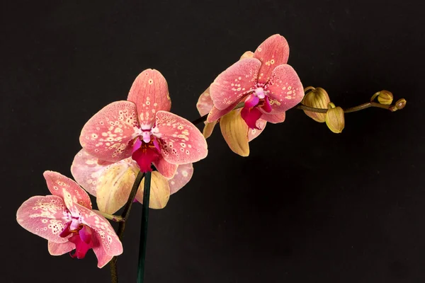 Orchideagyűjteménye Orchideavirág Elszigetelt Fehér Orchideavirág — Stock Fotó