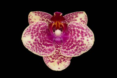 Siyah arka planda izole edilmiş beyaz bir falaenopsis orkidesinin tek bir zarif çiçeği.