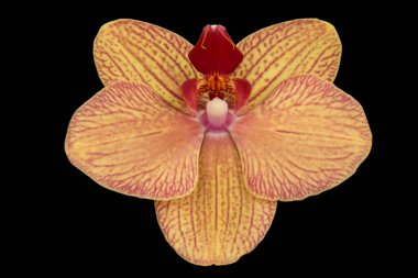 Siyah arka planda izole edilmiş beyaz bir falaenopsis orkidesinin tek bir zarif çiçeği.