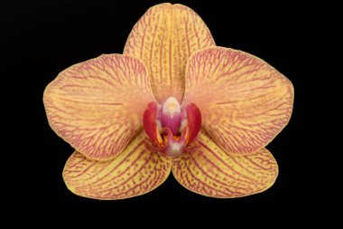 Siyah arka planda izole edilmiş beyaz bir falaenopsis orkidesinin tek bir zarif çiçeği.