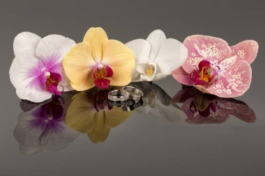 Beyaz arkaplanda izole edilmiş çok renkli orkide çiçeği. Orkide çerçevesi. .