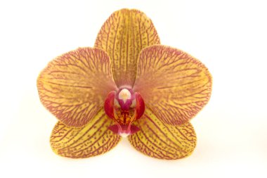 Beyaz arka planda izole edilmiş beyaz bir falaenopsis orkidesinin tek bir zarif çiçeği..