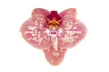 Beyaz arka planda izole edilmiş beyaz bir falaenopsis orkidesinin tek bir zarif çiçeği..