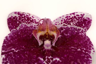 Beyaz arka planda izole edilmiş beyaz bir falaenopsis orkidesinin tek bir zarif çiçeği.