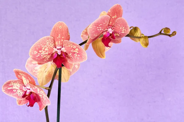 Schöne Orchideenblume Auf Rosa Hintergrund — Stockfoto