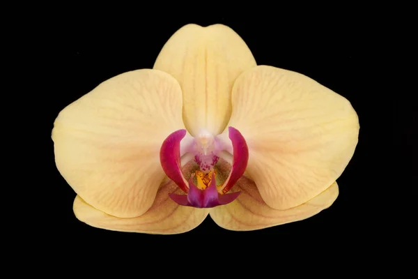 Pojedynczy Elegancki Kwiat Białej Falaenopsis Orchidei Izolowane Czarnym Tle — Zdjęcie stockowe