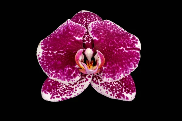 Elegant Blomma Vit Falaenopsis Orkidé Isolerad Svart Bakgrund — Stockfoto