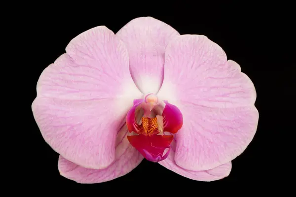 Una Sola Flor Elegante Una Orquídea Phalaenopsis Blanca Aislada Sobre — Foto de Stock