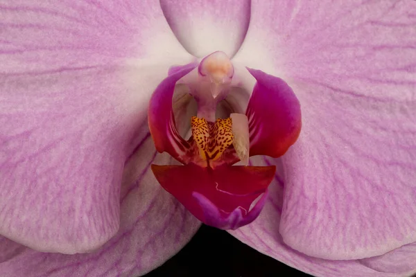 Single Elegant Flower White Phalaenopsis Orchid Isolated Black Background — Stock Photo, Image