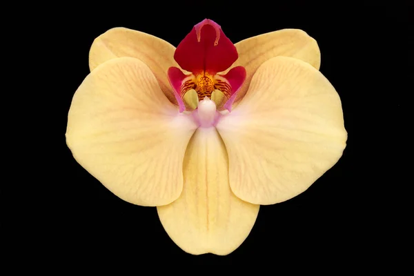 Single Elegant Flower White Phalaenopsis Orchid Isolated Black Background — Stock Photo, Image