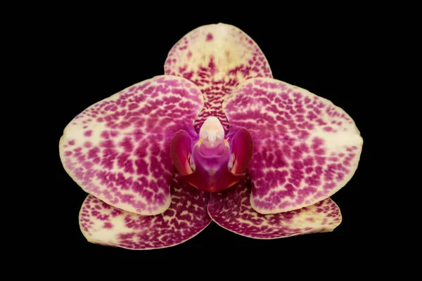 Elegant Blomma Vit Falaenopsis Orkidé Isolerad Svart Bakgrund — Stockfoto