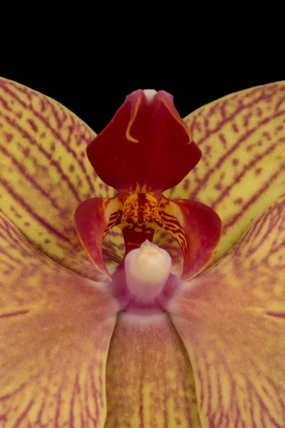 Single elegant flower of a white phalaenopsis orchid isolated on a black background