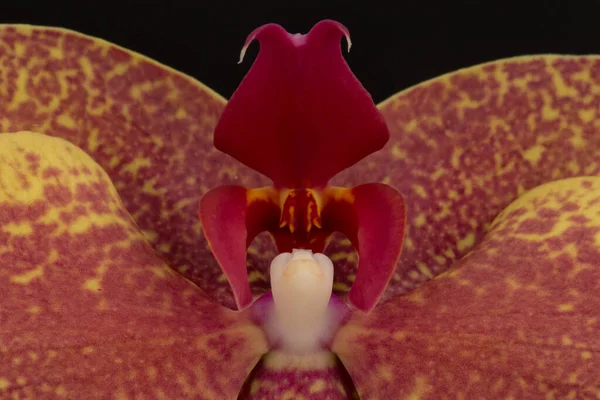 Fleur Unique Élégante Une Orchidée Phalaenopsis Blanche Isolée Sur Fond — Photo