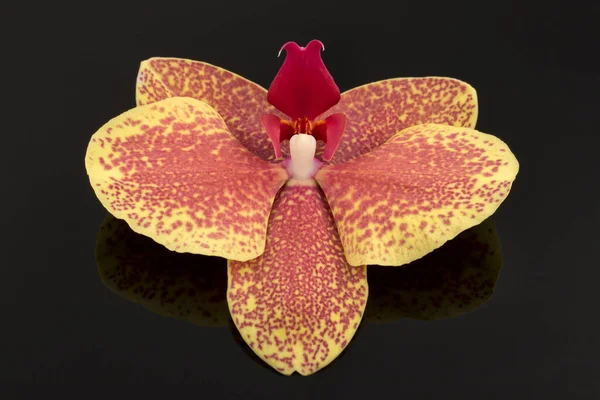 Jednoduchý Elegantní Květ Bílé Falaenopsis Orchideje Izolované Černém Pozadí — Stock fotografie