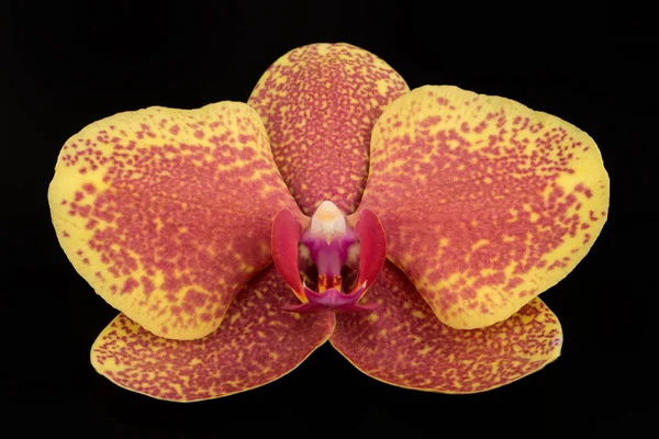 Única Flor Elegante Uma Orquídea Falaenopsis Branca Isolada Fundo Preto — Fotografia de Stock