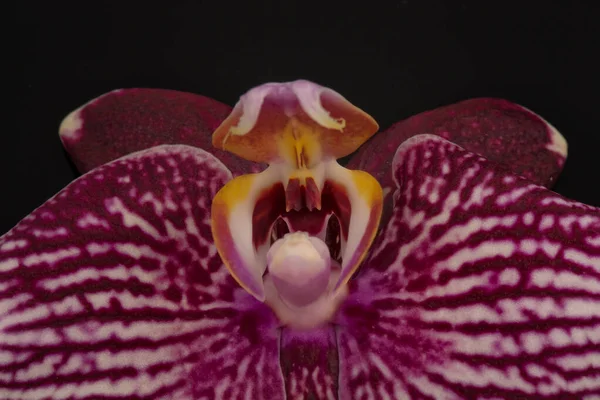 Una Sola Flor Elegante Una Orquídea Phalaenopsis Blanca Aislada Sobre — Foto de Stock