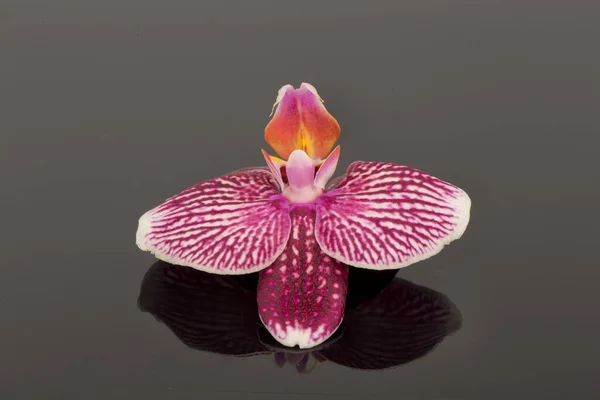 Una Sola Flor Elegante Una Orquídea Phalaenopsis Blanca Aislada Sobre — Foto de Stock