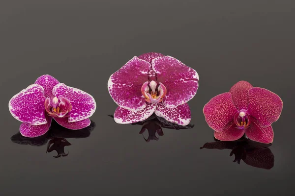 Singolo Fiore Elegante Orchidea Bianca Phalaenopsis Isolata Uno Sfondo Nero — Foto Stock