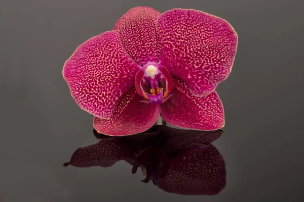 Siyah Arka Planda Izole Edilmiş Beyaz Bir Falaenopsis Orkidesinin Tek — Stok fotoğraf