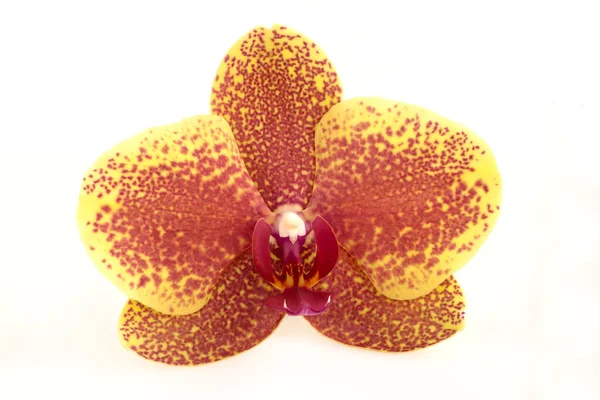 Una Sola Flor Elegante Una Orquídea Phalaenopsis Blanca Aislada Sobre — Foto de Stock
