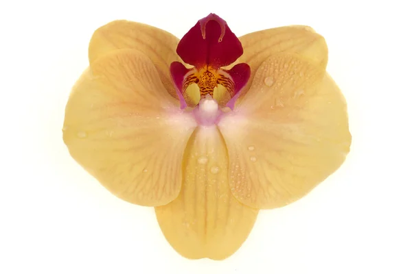 Μονό Κομψό Λουλούδι Μιας Λευκής Ορχιδέας Phalaenopsis Που Απομονώνεται Λευκό — Φωτογραφία Αρχείου