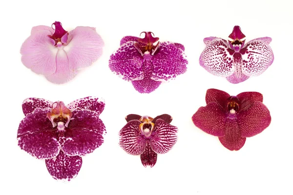 Багатокольорова Квітка Орхідеї Ізольована Білому Тлі Рамка Орхідей — стокове фото