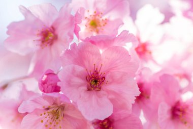 Kiraz Çiçeği İlkbaharda Yumuşak odaklı, Sakura mevsimi arka planı.